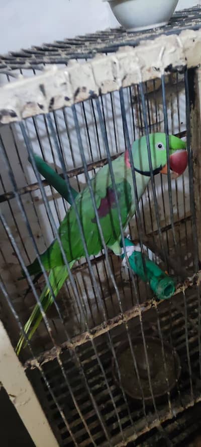 raw parrot