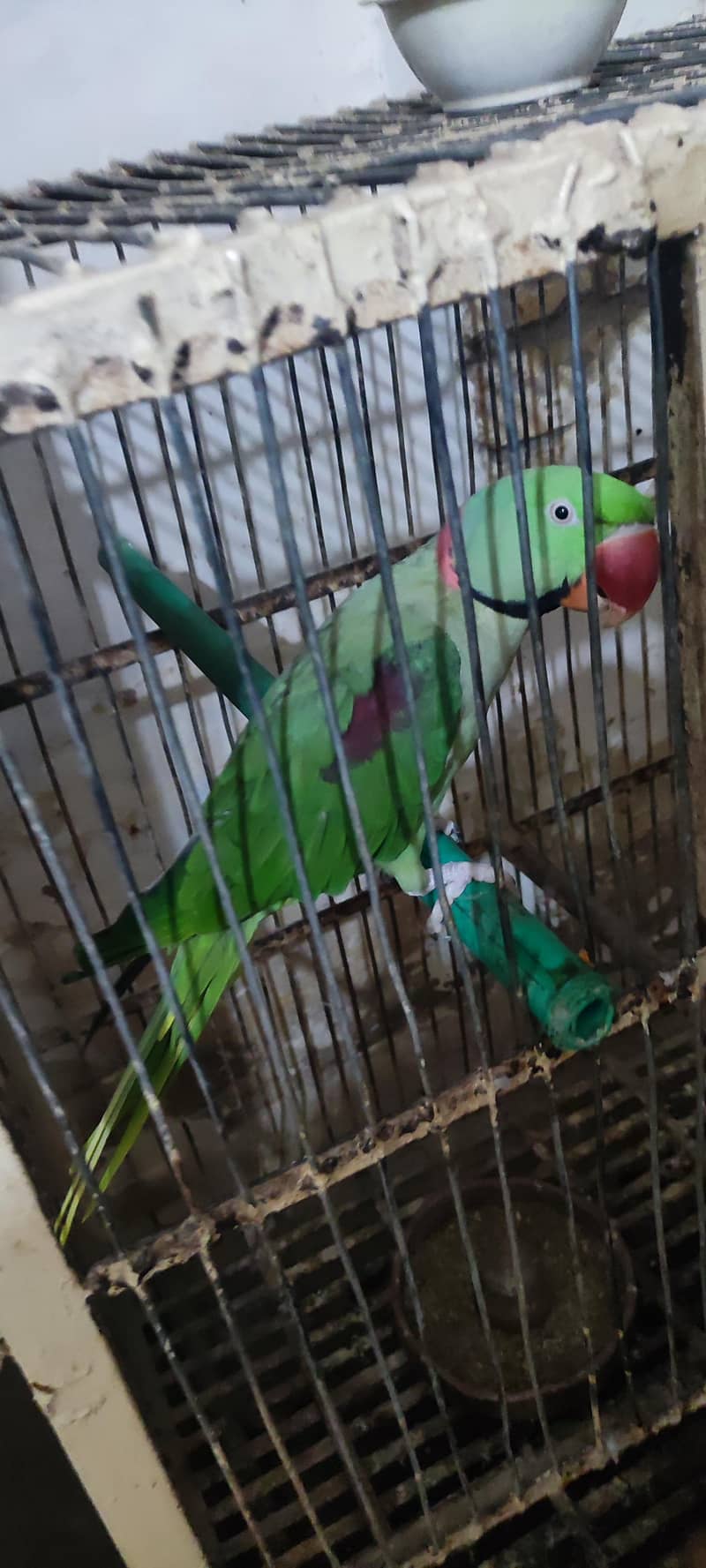 raw parrot 0