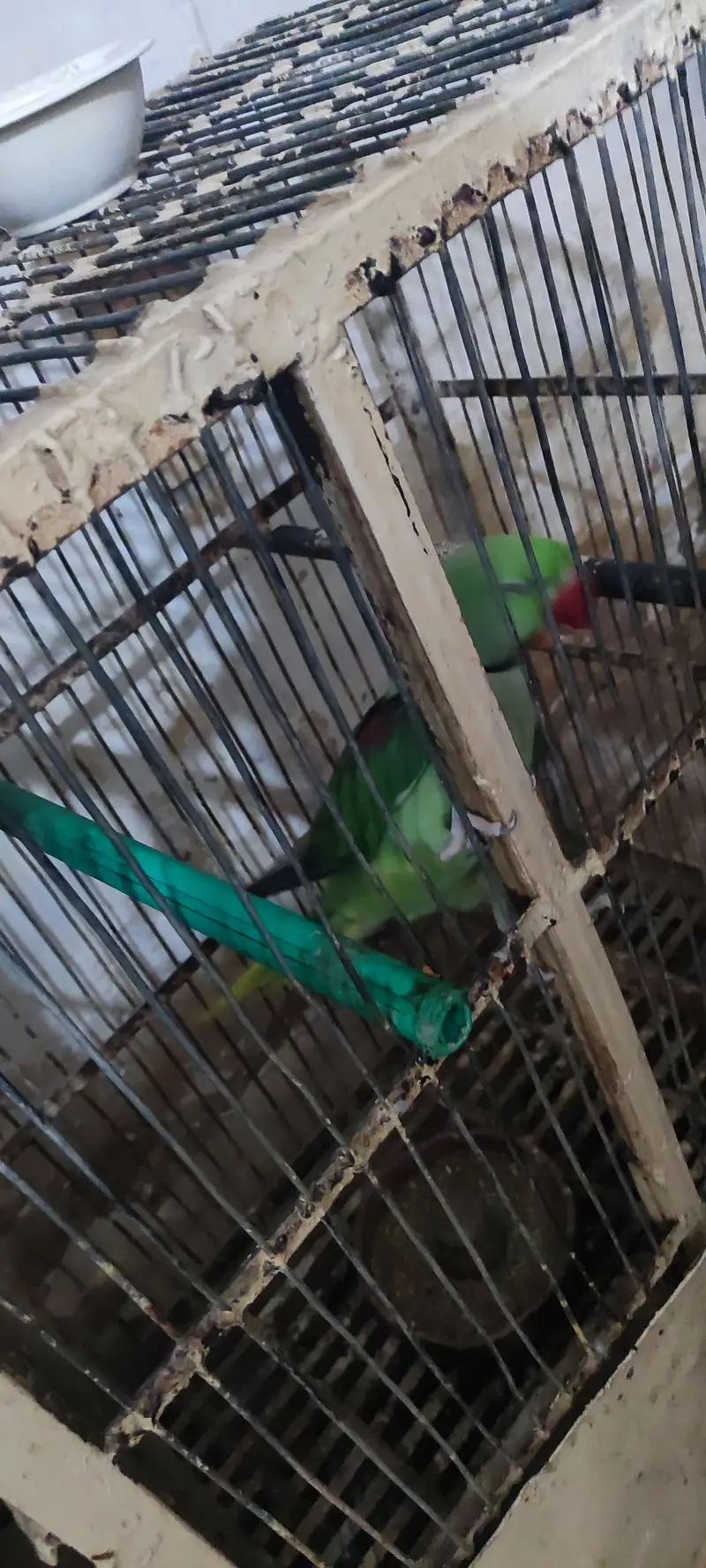 raw parrot — photo 2