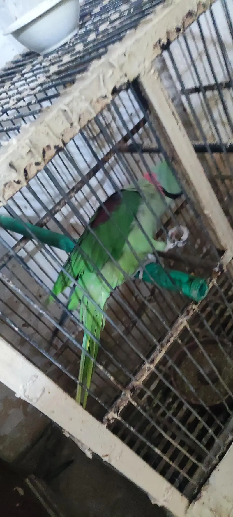raw parrot — photo 3