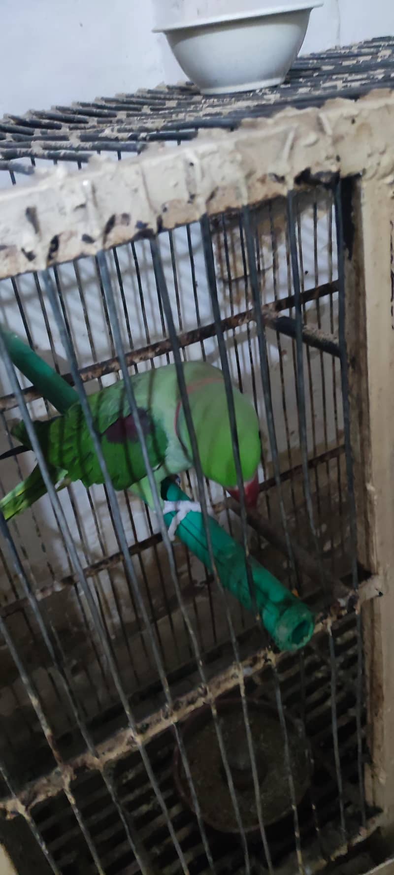 raw parrot 3