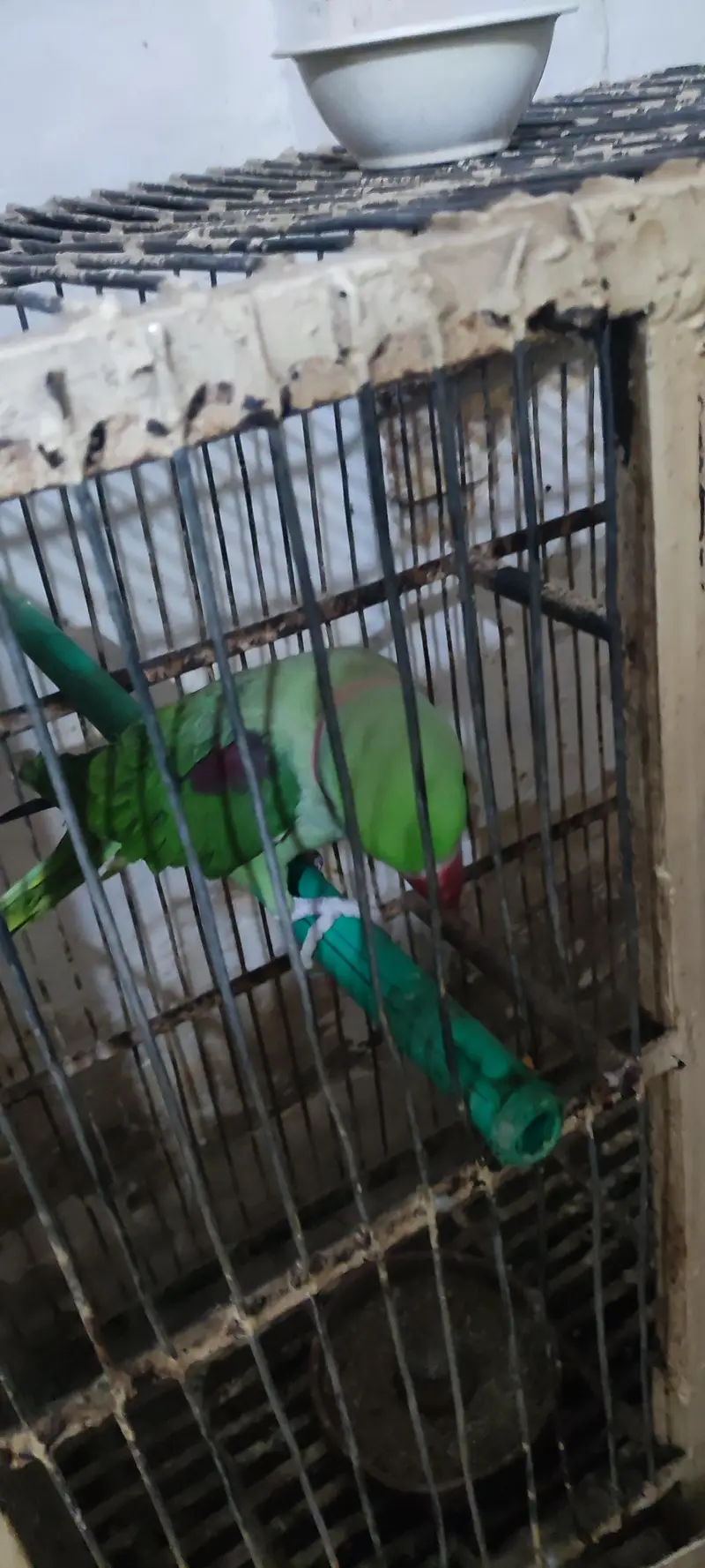 raw parrot — photo 4