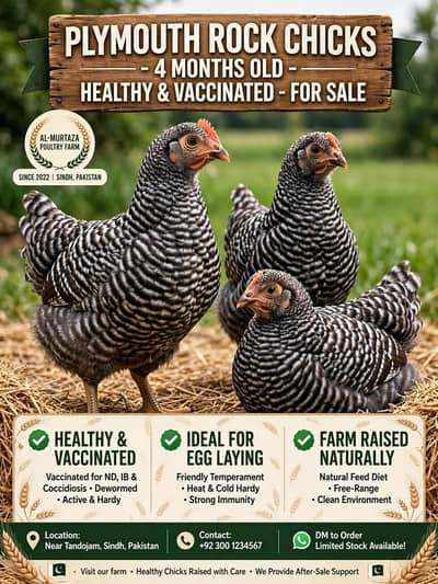 Plymouth 4 month chicks