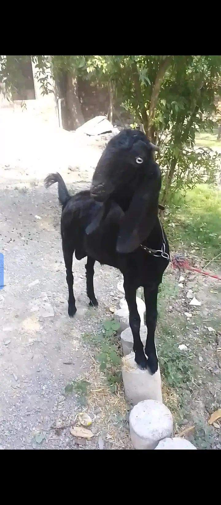 Amratsari beetal goat