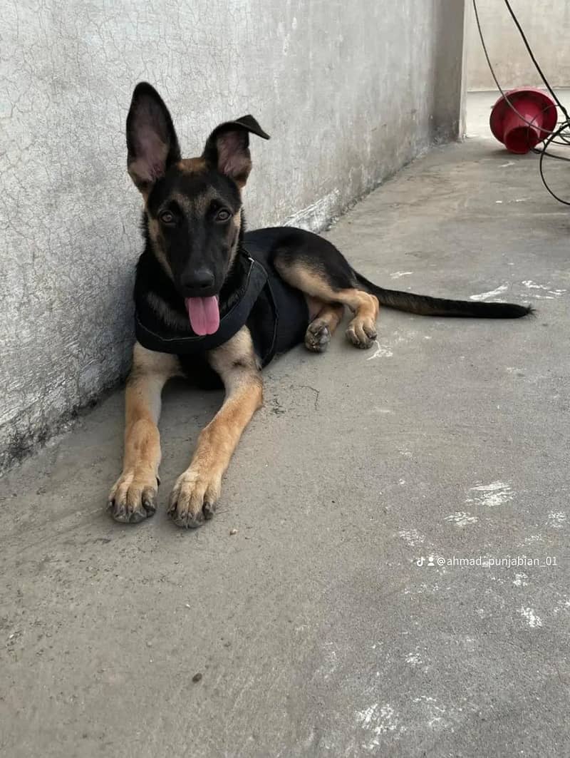 German shepherd 0