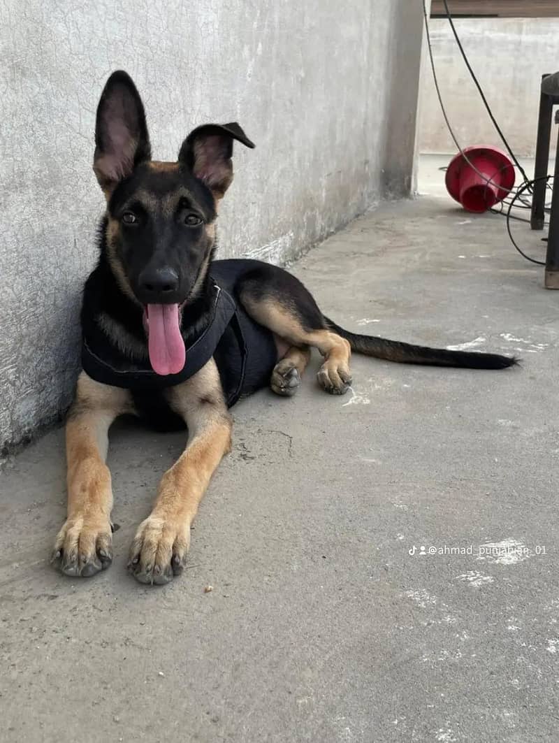 German shepherd 1