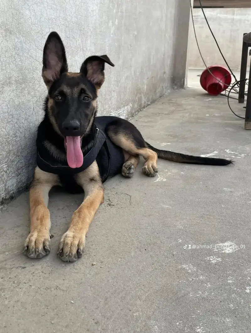 German shepherd — photo 2