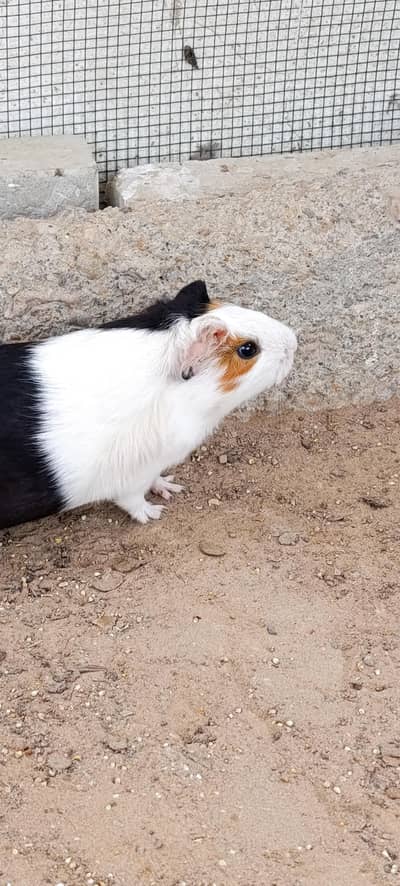 Hamsters for sale