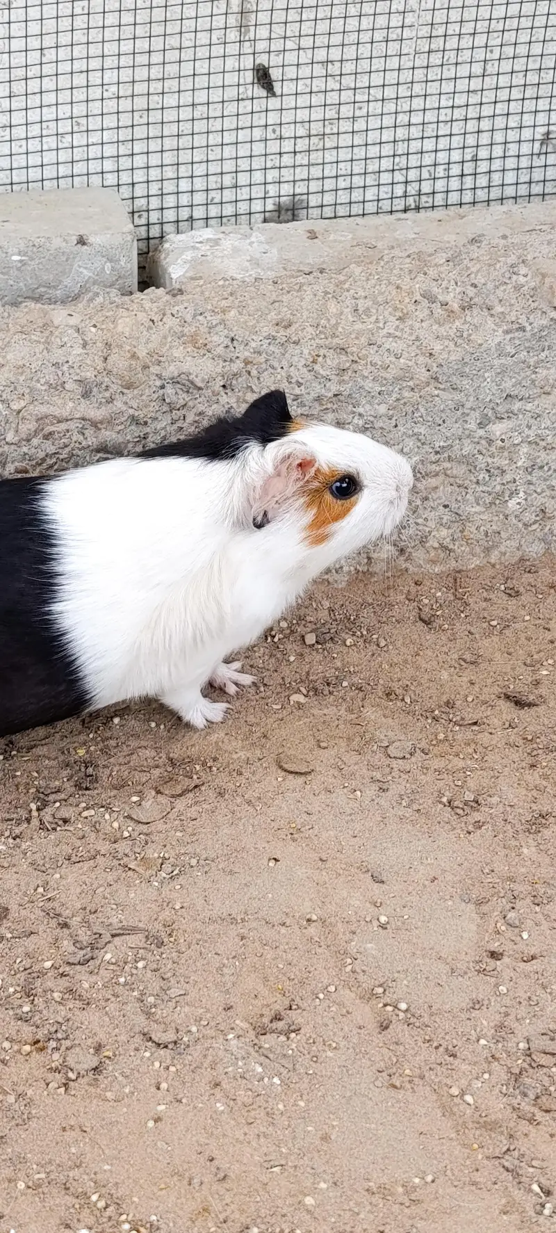 Hamsters for sale