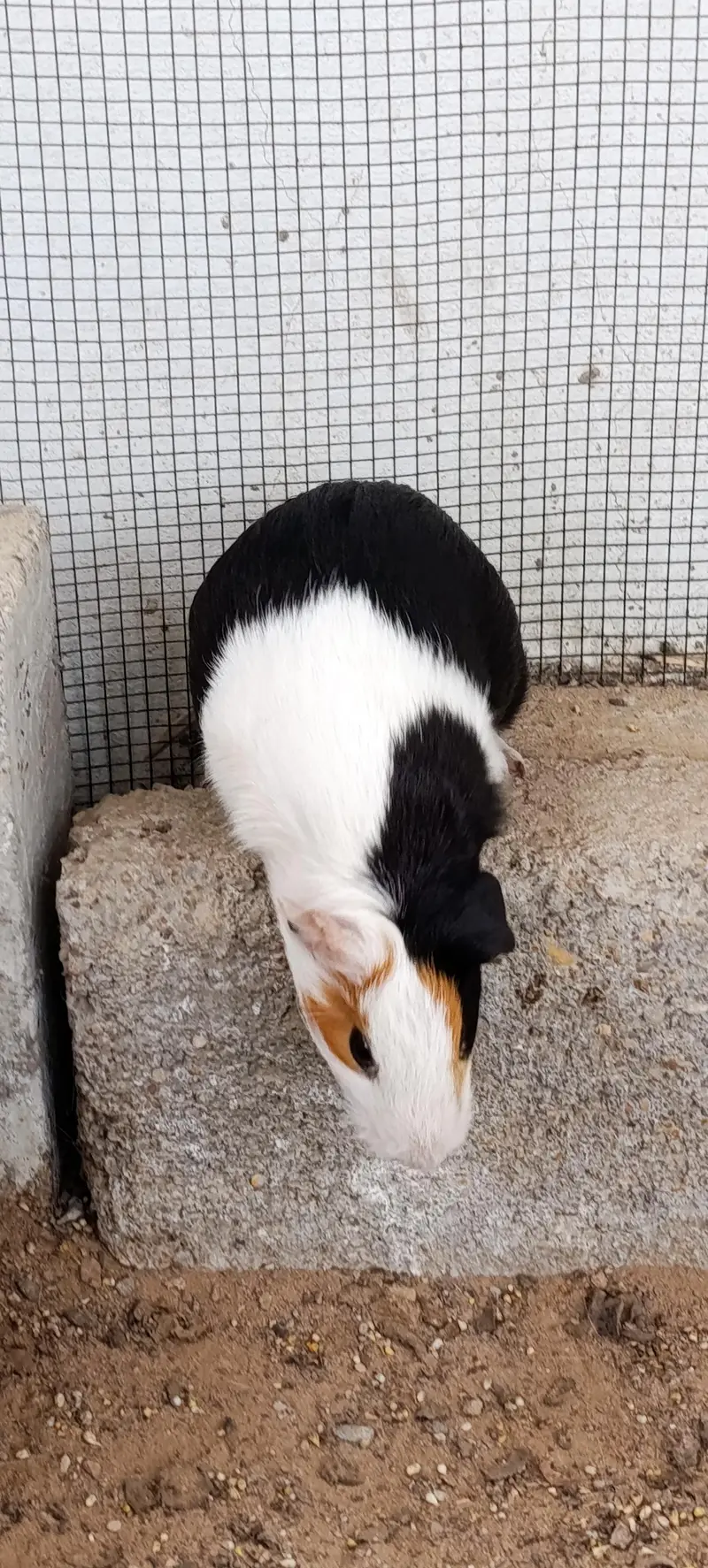 Hamsters for sale — photo 2