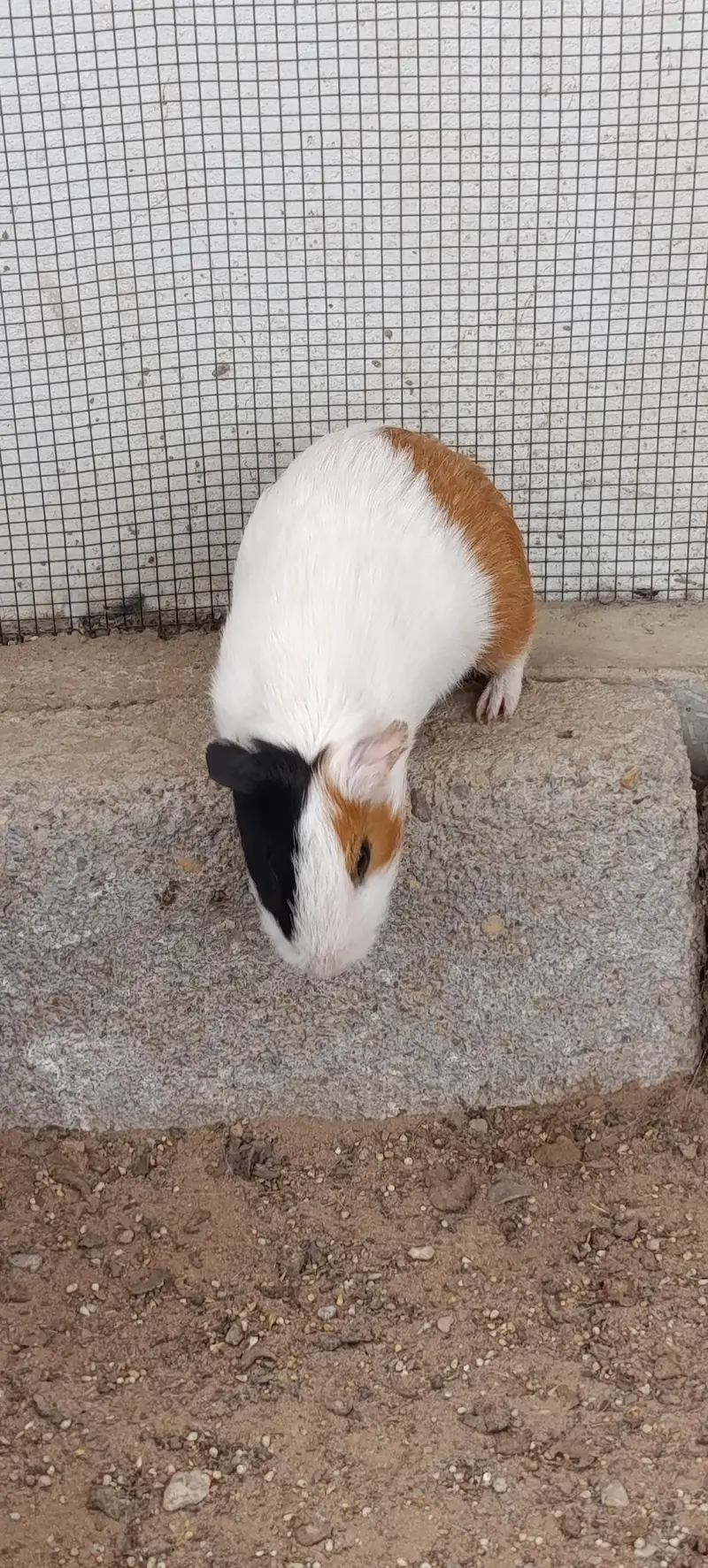 Hamsters for sale — photo 3