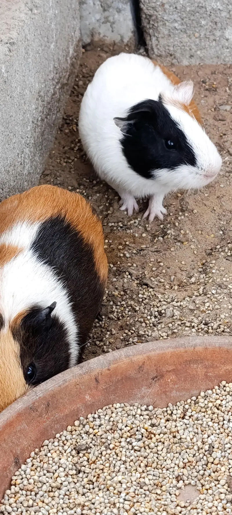 Hamsters for sale — photo 4