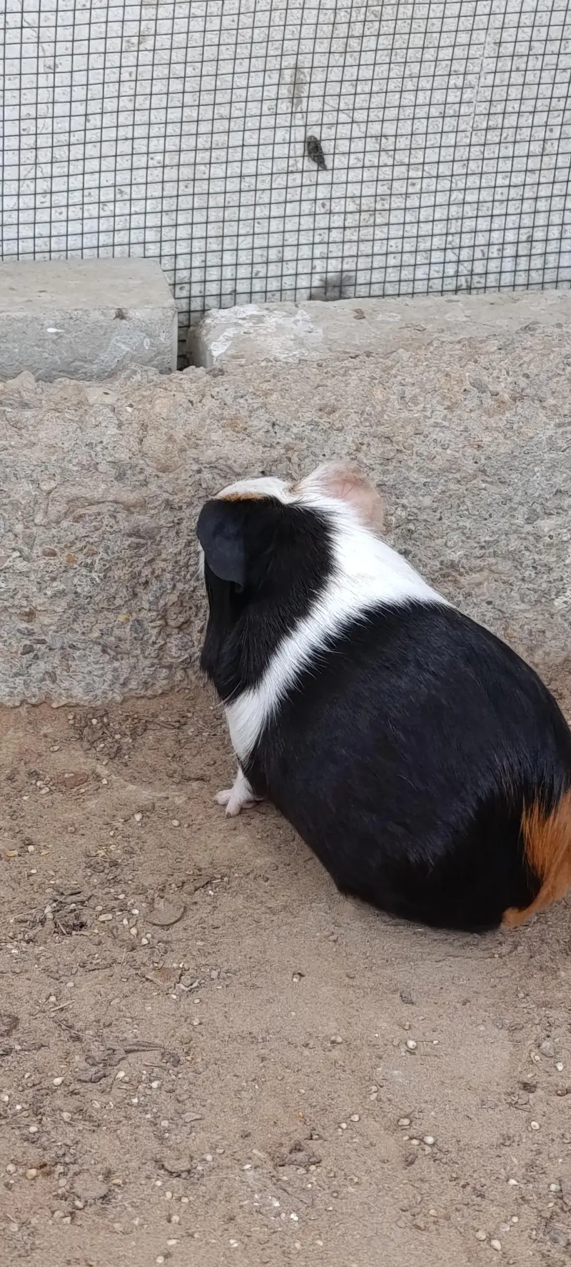 Hamsters for sale — photo 5