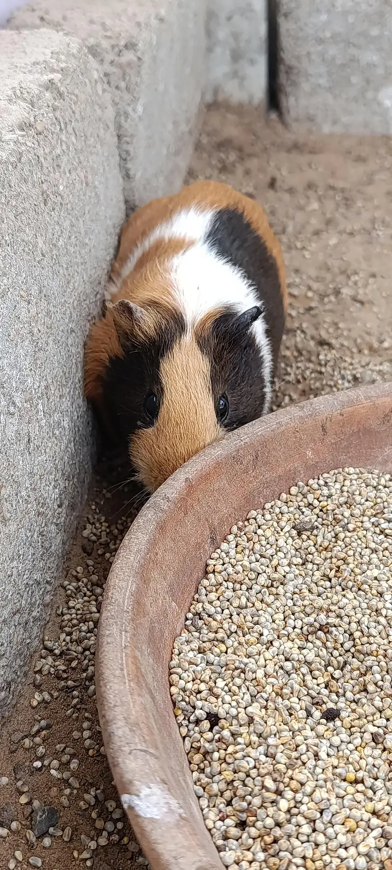 Hamsters for sale — photo 6