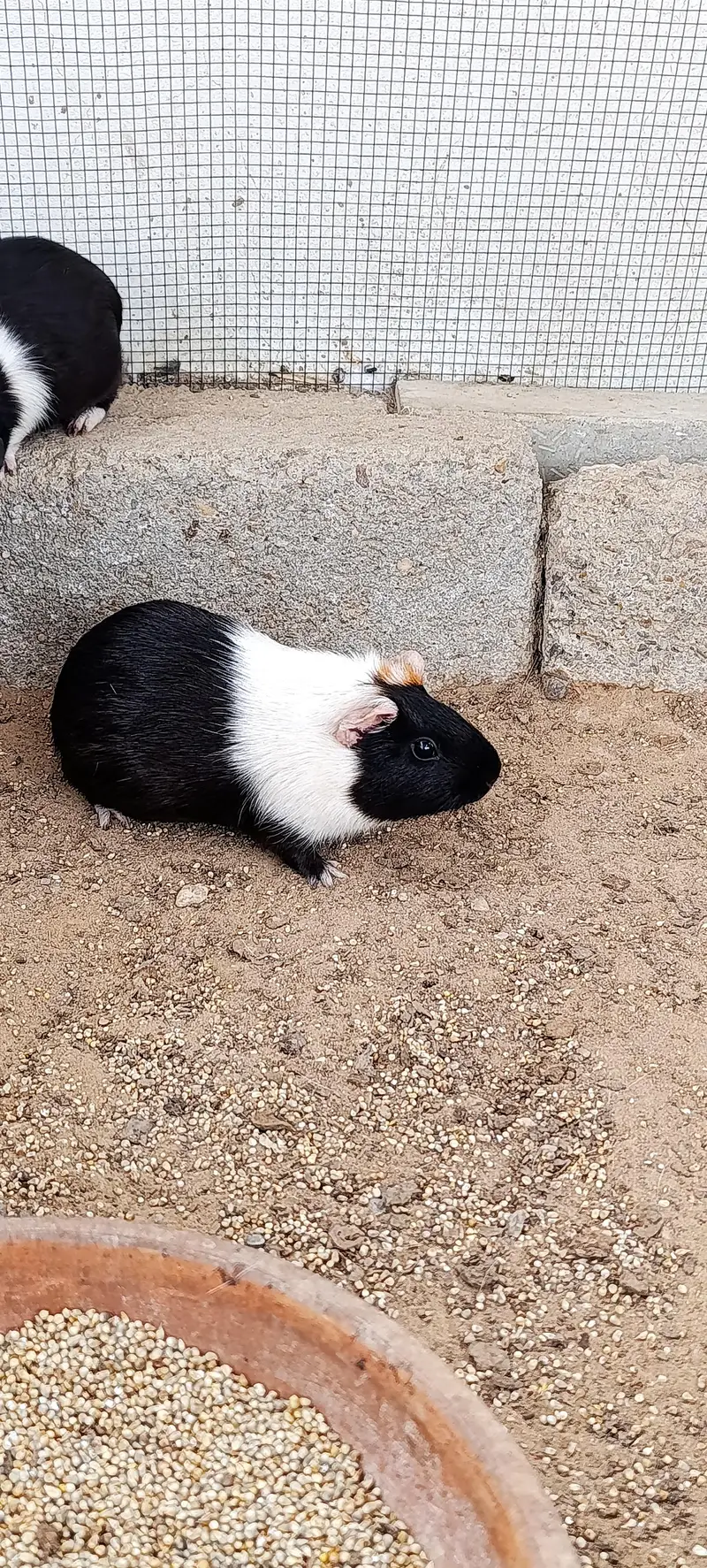 Hamsters for sale — photo 7
