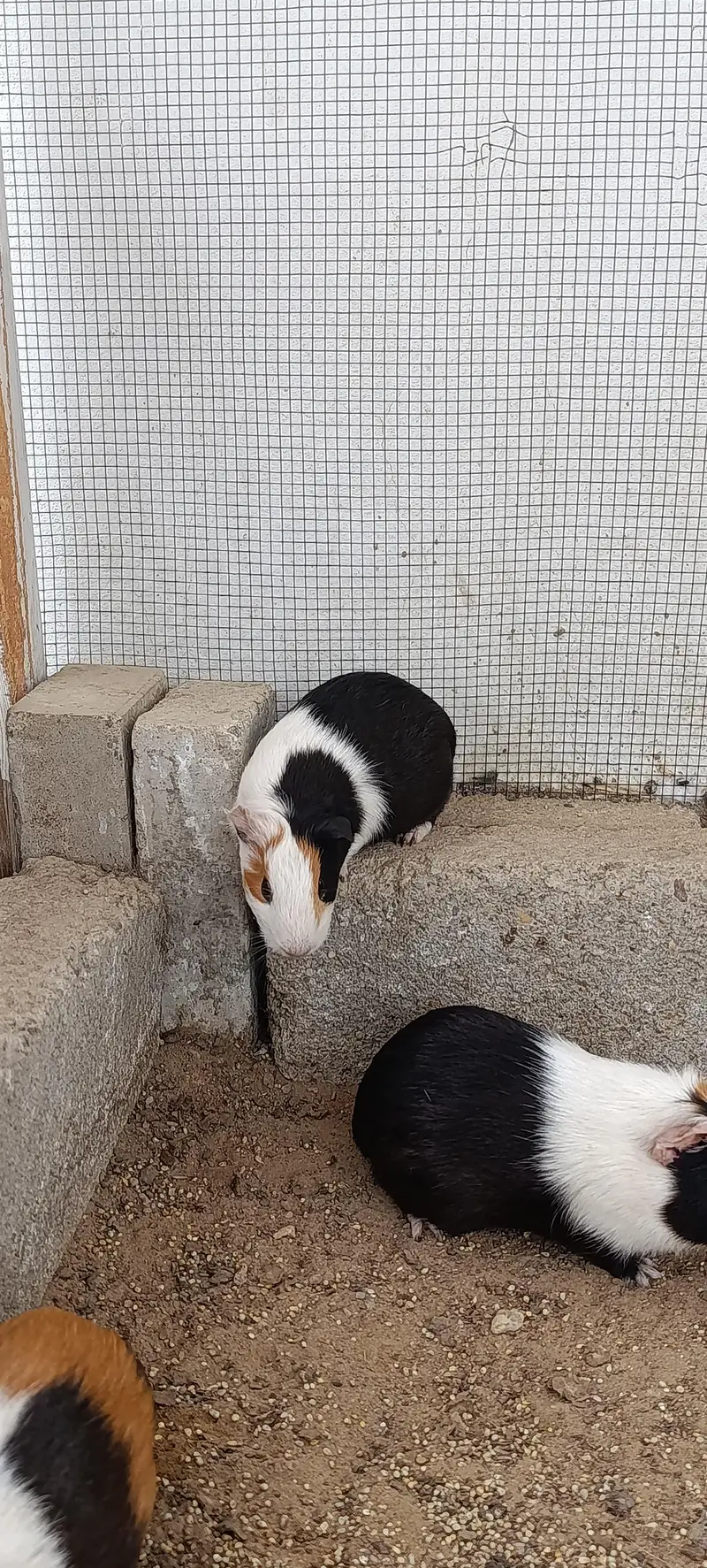 Hamsters for sale — photo 8