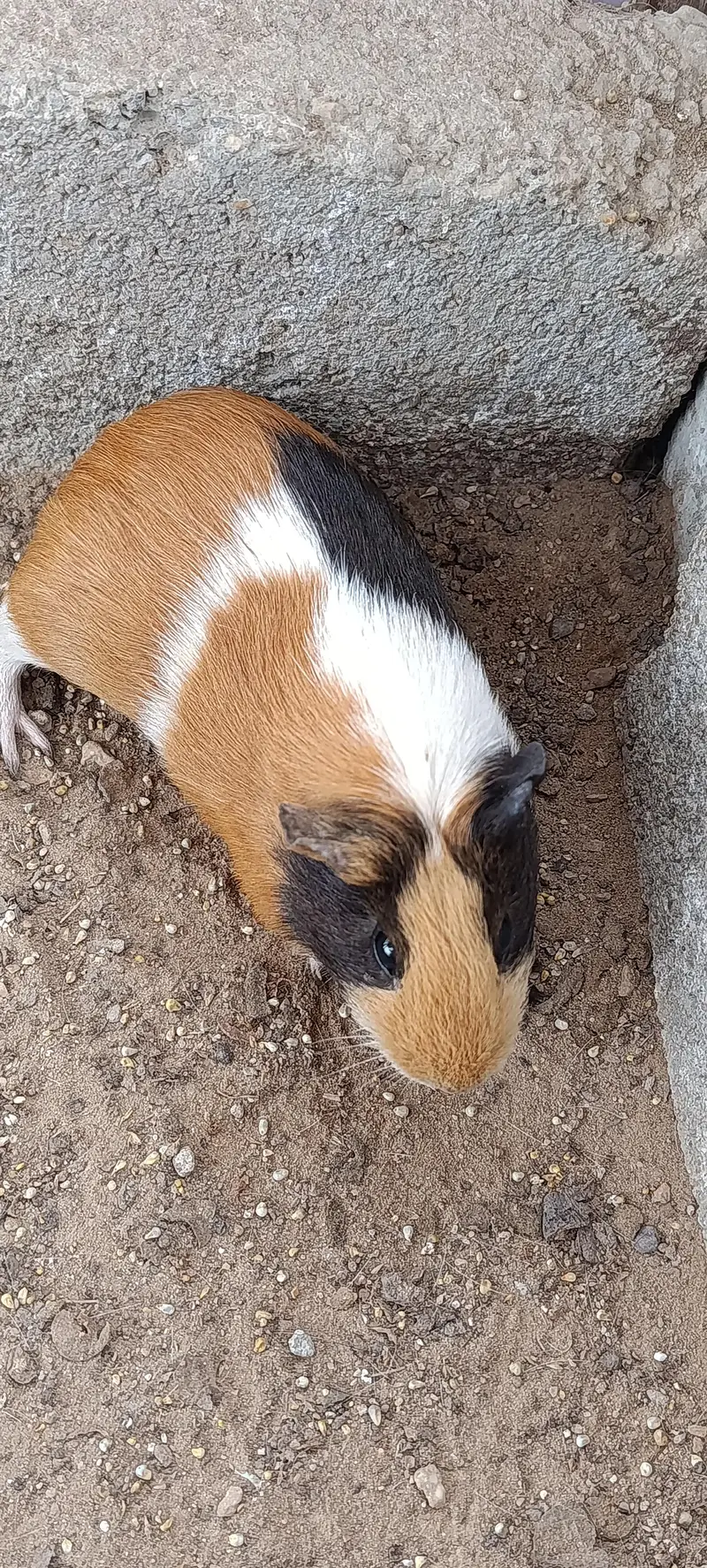 Hamsters for sale — photo 9
