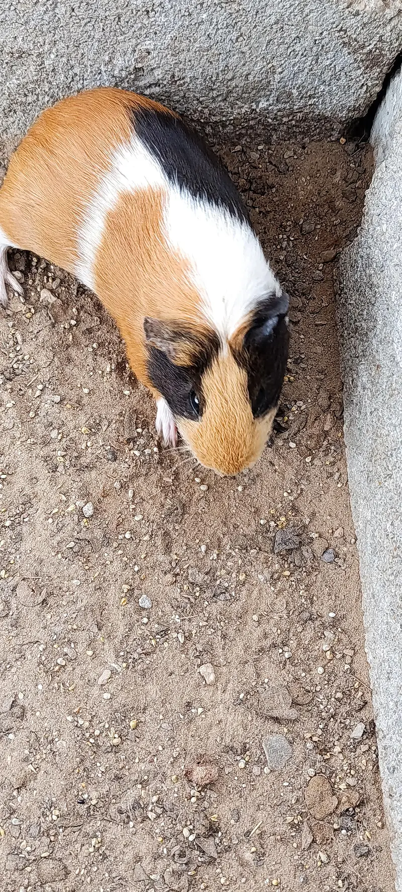 Hamsters for sale — photo 10