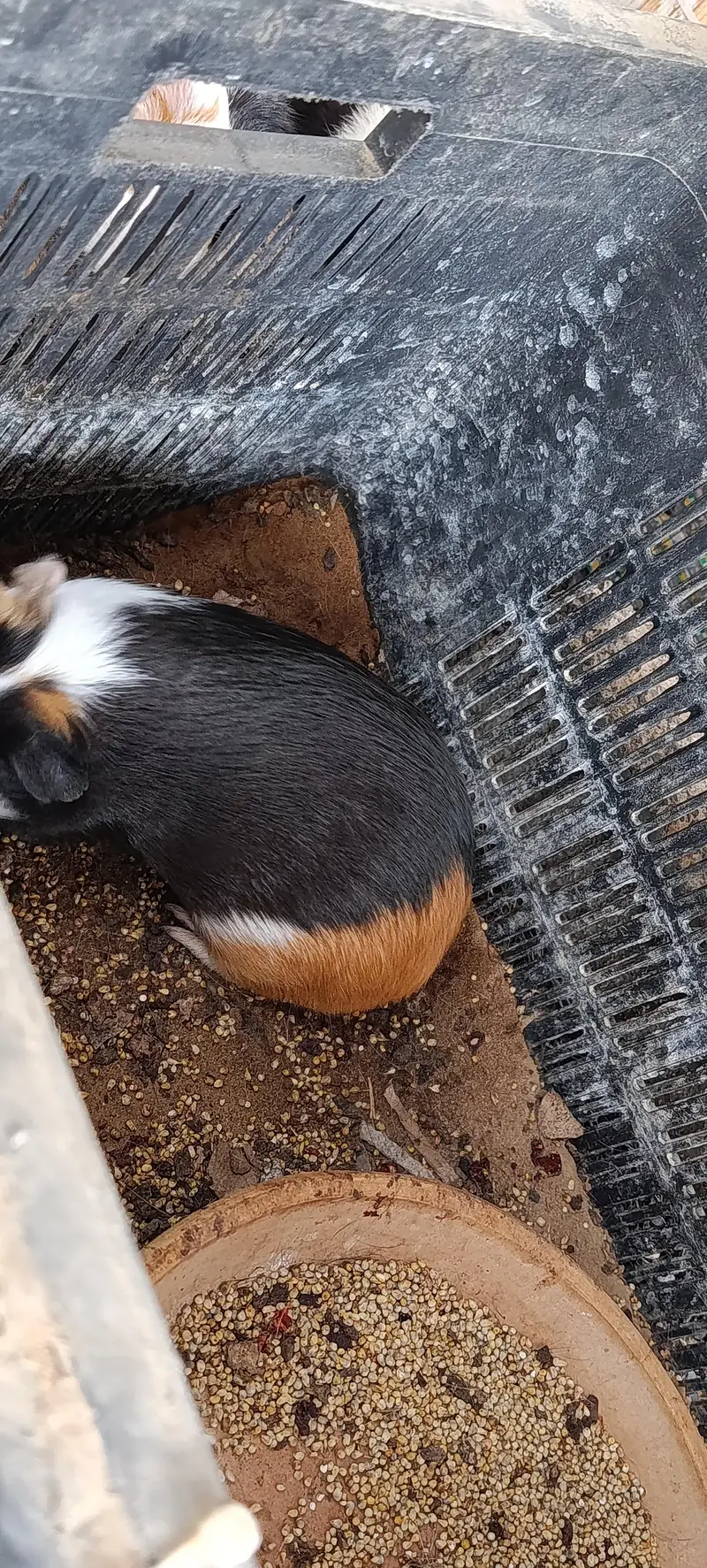 Hamsters for sale — photo 11