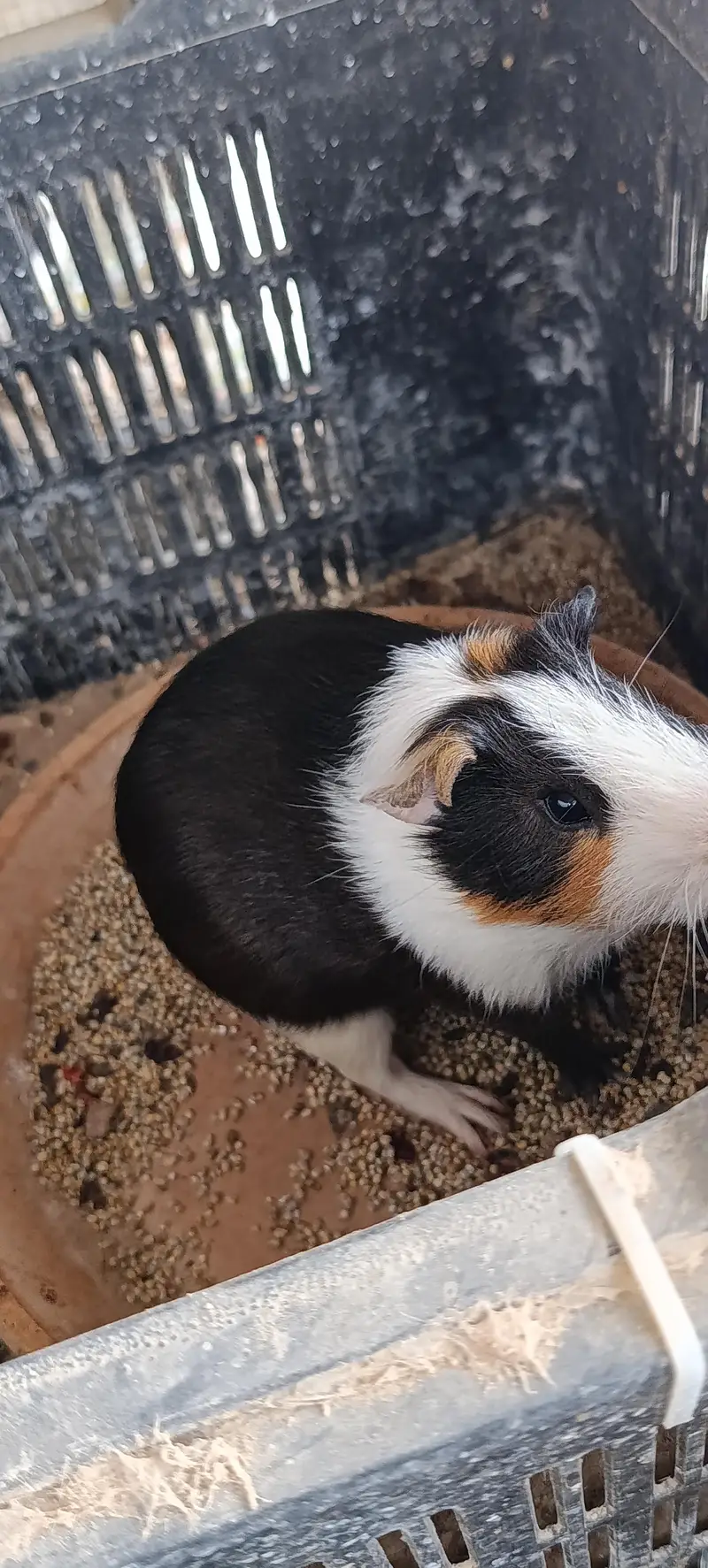 Hamsters for sale — photo 12
