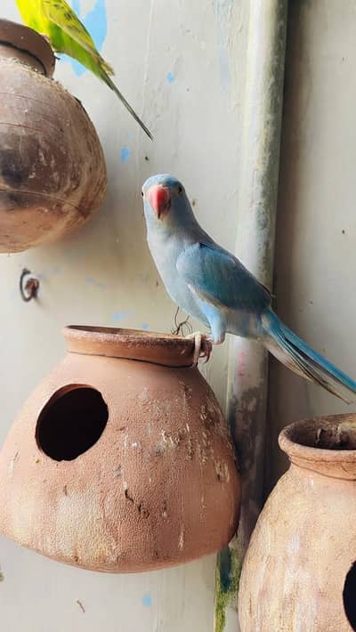 blue ring neck