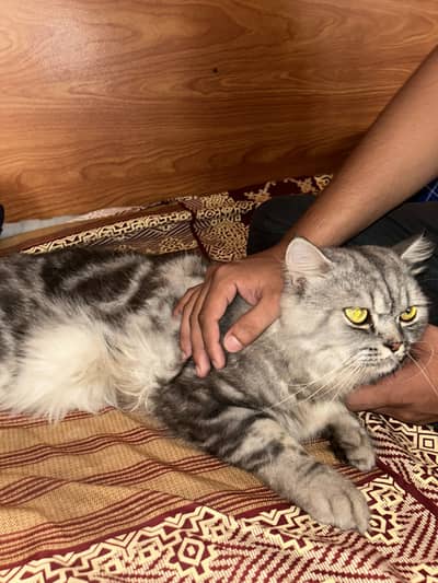 long-haired Persian cat
