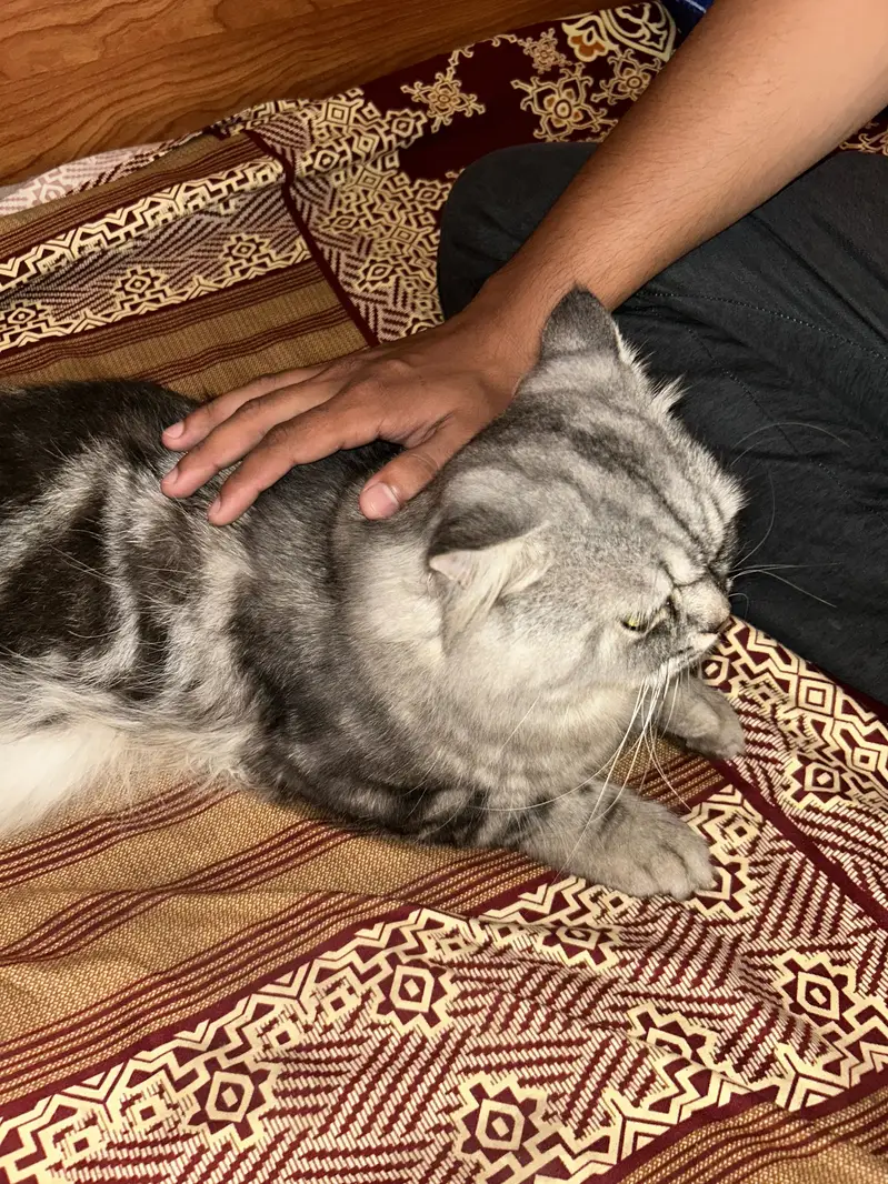 long-haired Persian cat — photo 2