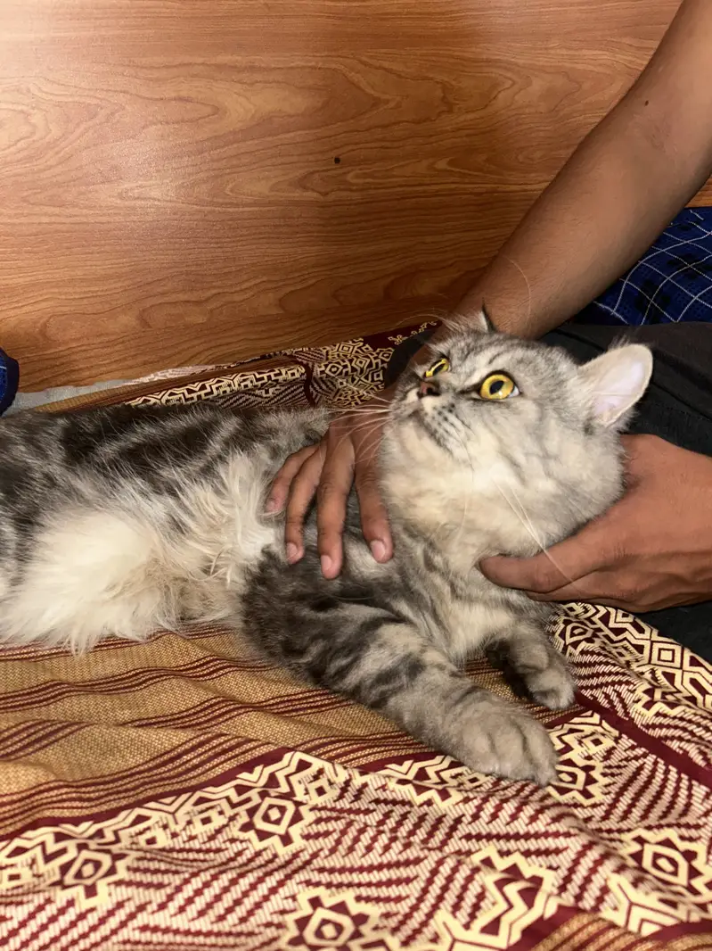 long-haired Persian cat — photo 3