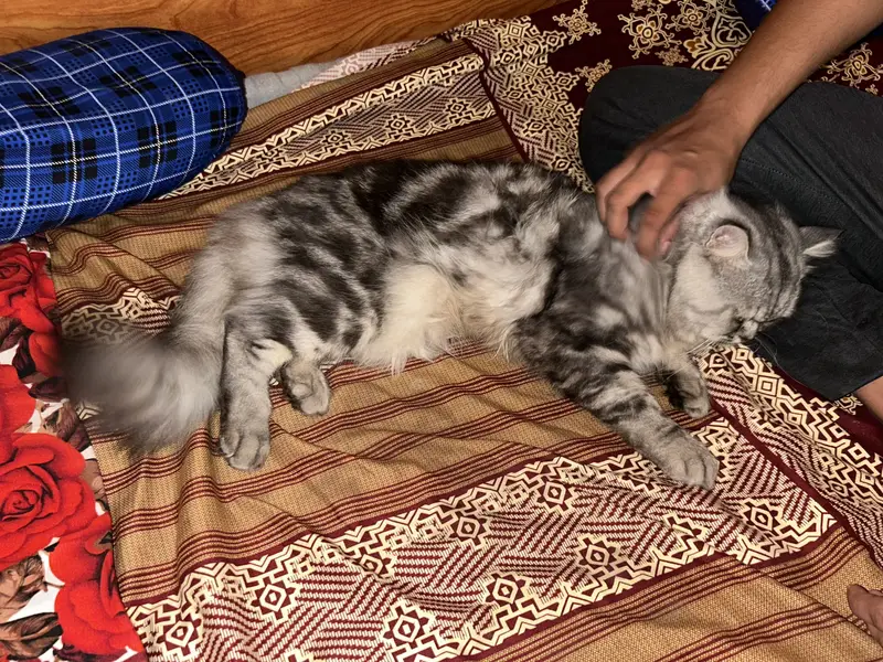 long-haired Persian cat — photo 4