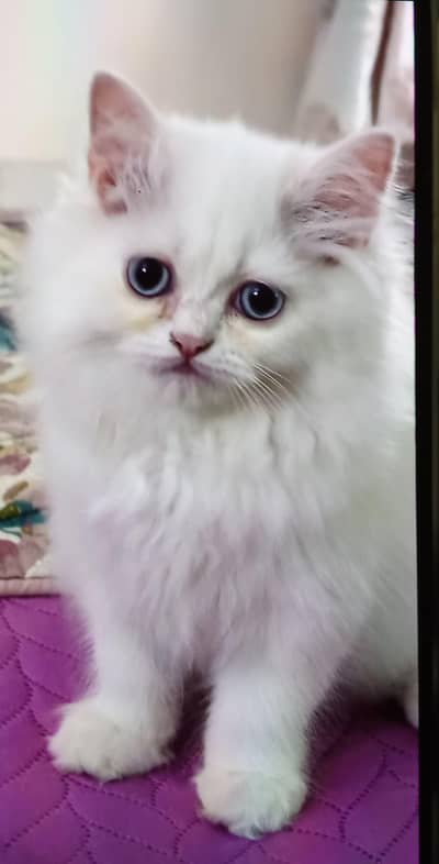 Persian kitten