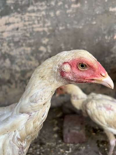 Aseel heera chicks