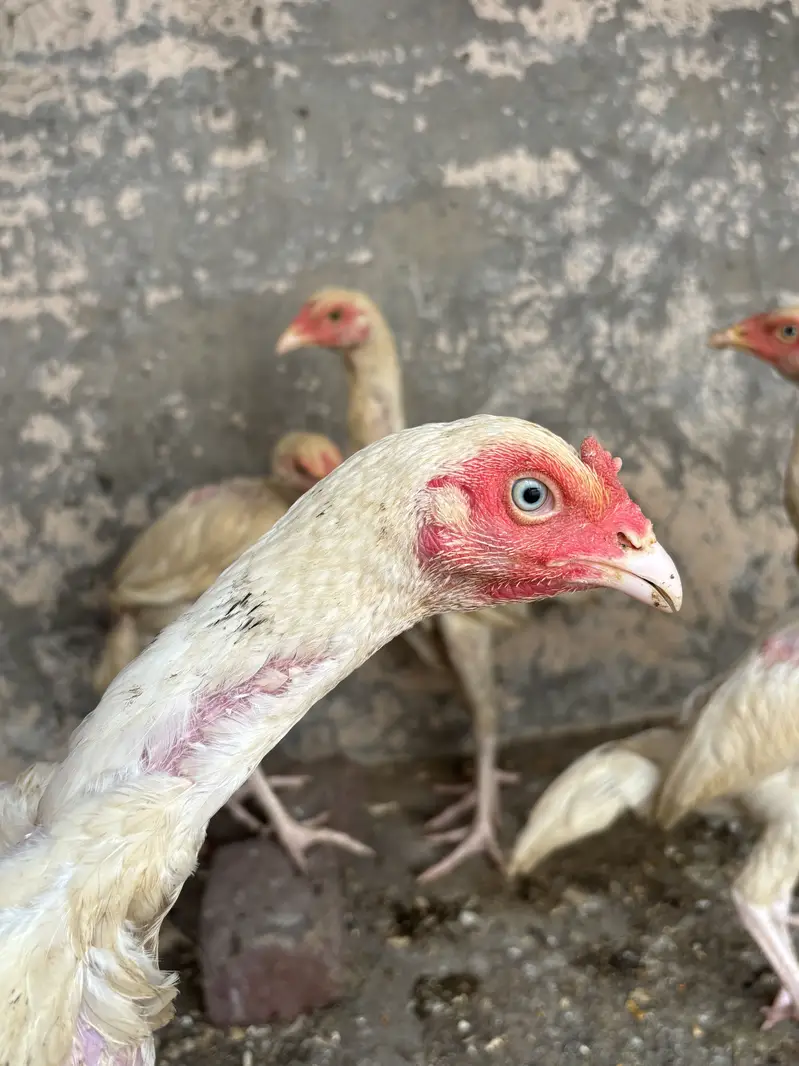 Aseel heera chicks — photo 2
