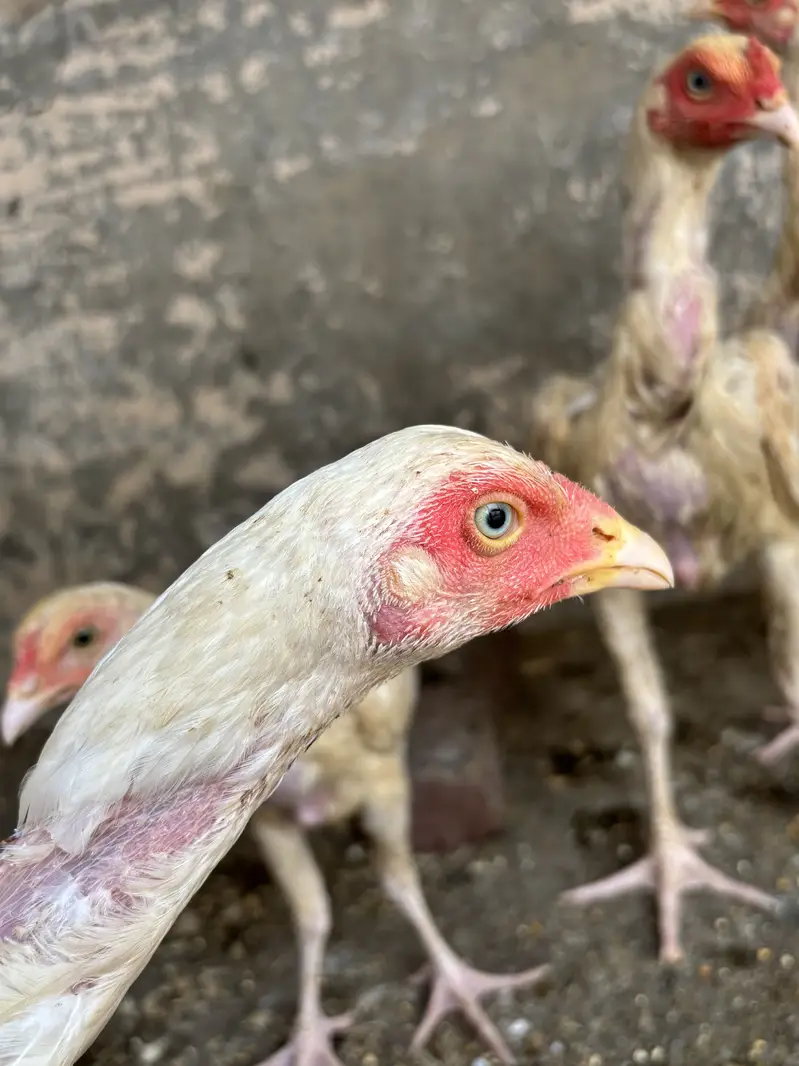 Aseel heera chicks — photo 3