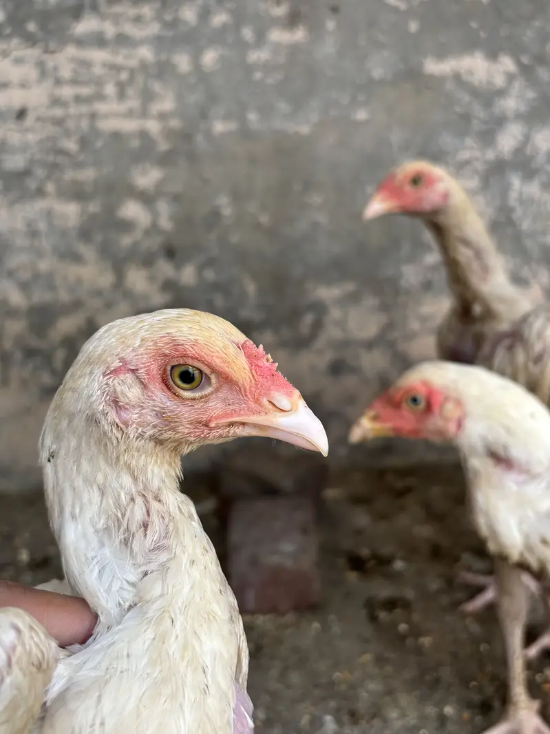 Aseel heera chicks — photo 4
