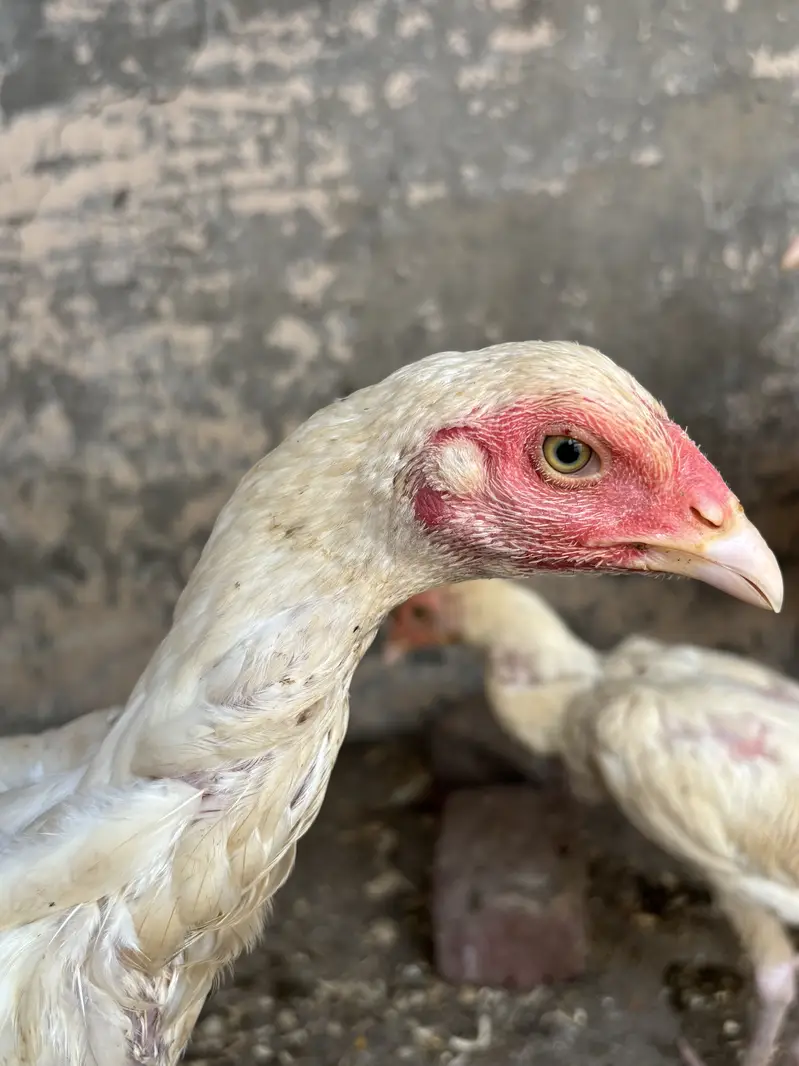 Aseel heera chicks — photo 5