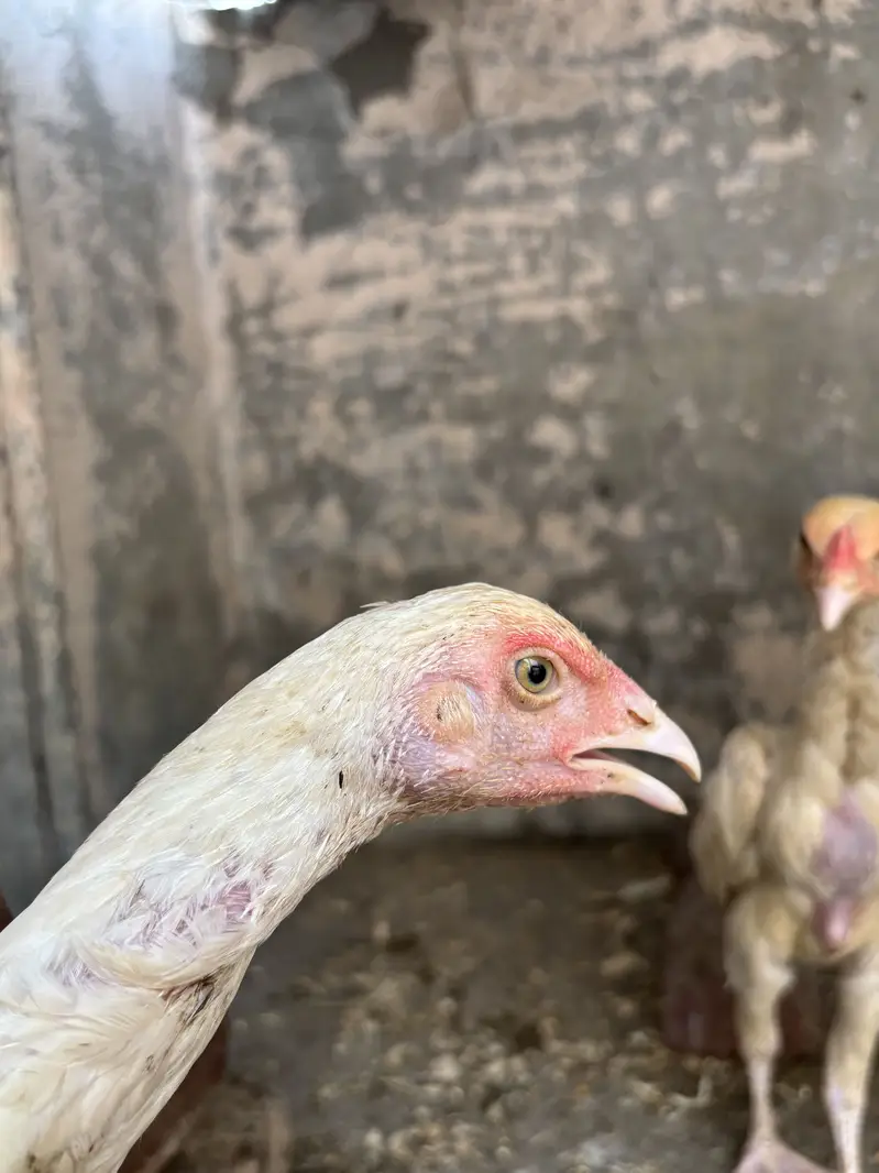 Aseel heera chicks — photo 6