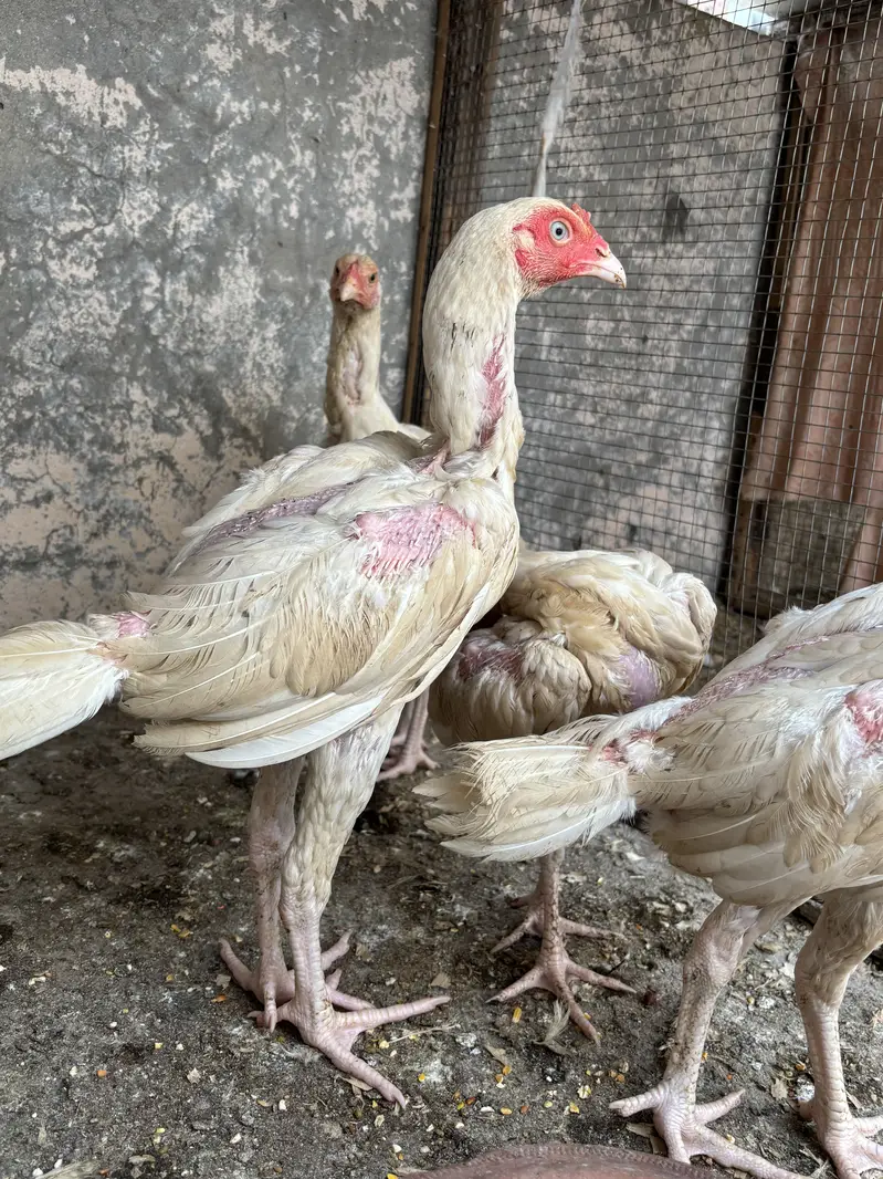 Aseel heera chicks — photo 7