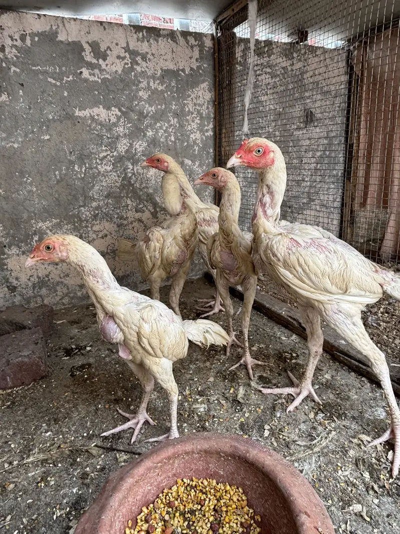 Aseel heera chicks — photo 8