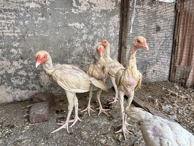 Aseel heera chicks — photo 9