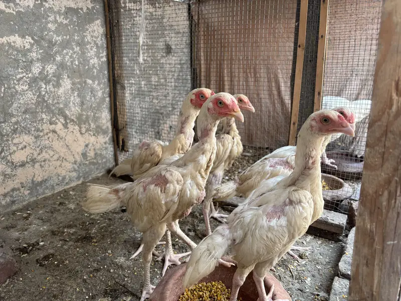 Aseel heera chicks — photo 10