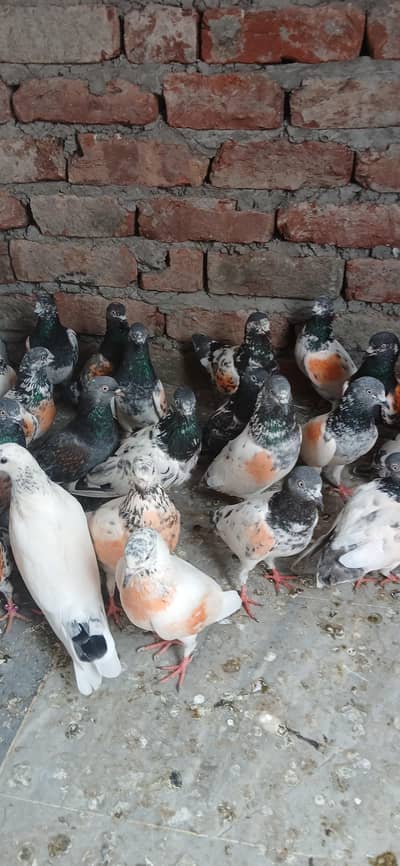parwazi kaboter for sale