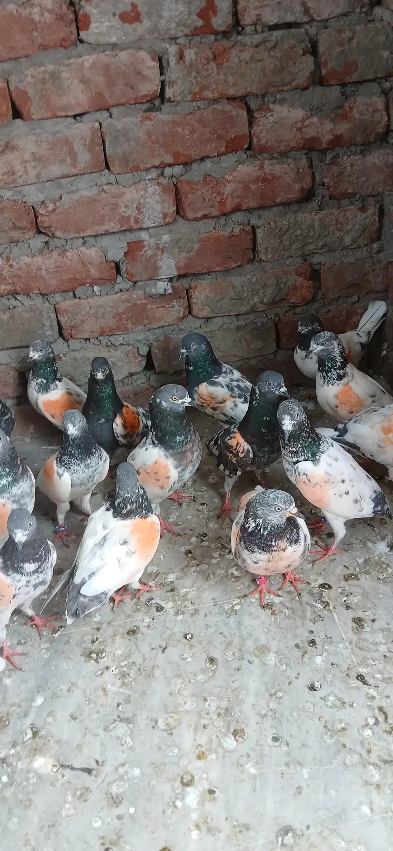parwazi kaboter for sale — photo 2