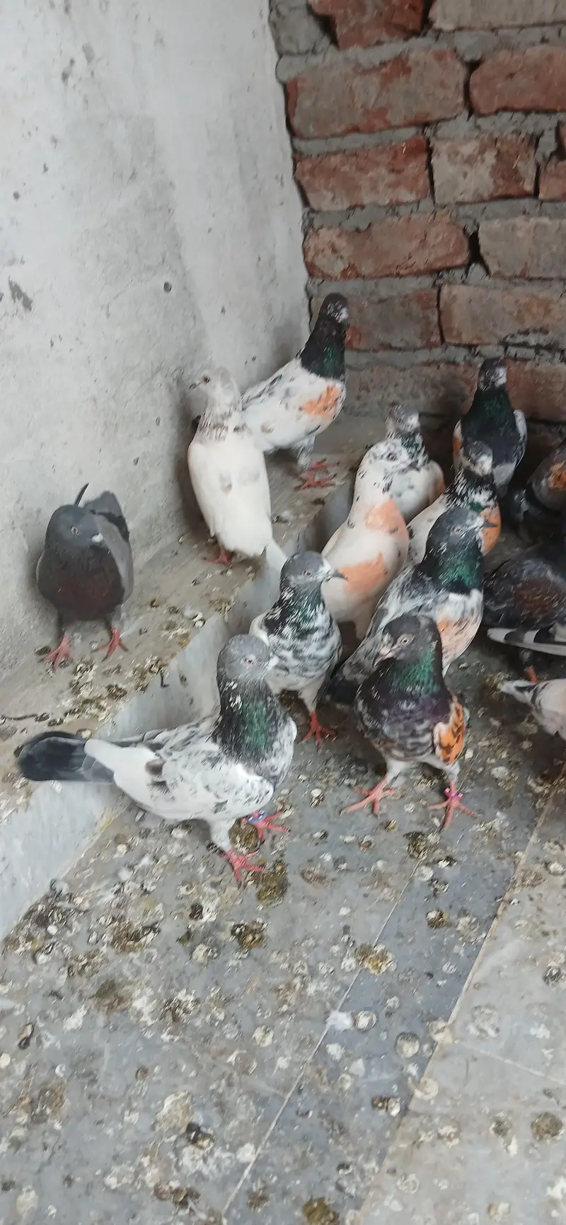 parwazi kaboter for sale — photo 3