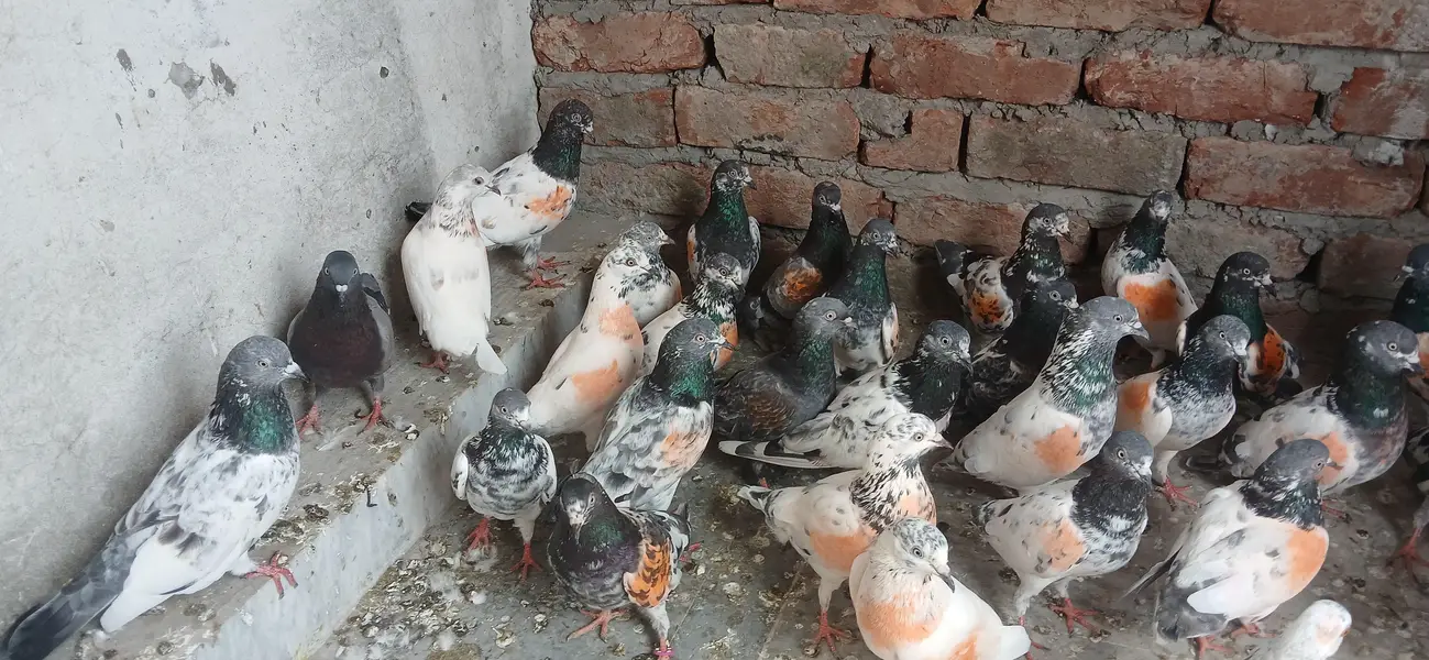 parwazi kaboter for sale — photo 4