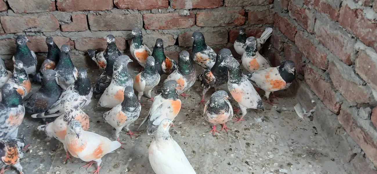 parwazi kaboter for sale — photo 5