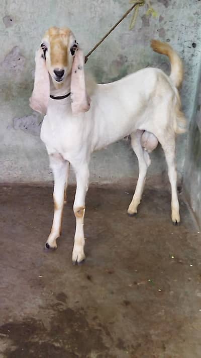Beautiful Bakra