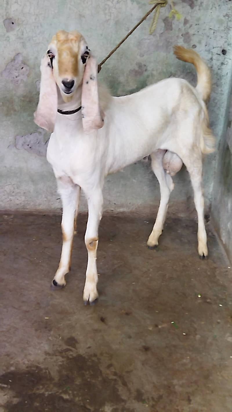 Beautiful Bakra 0