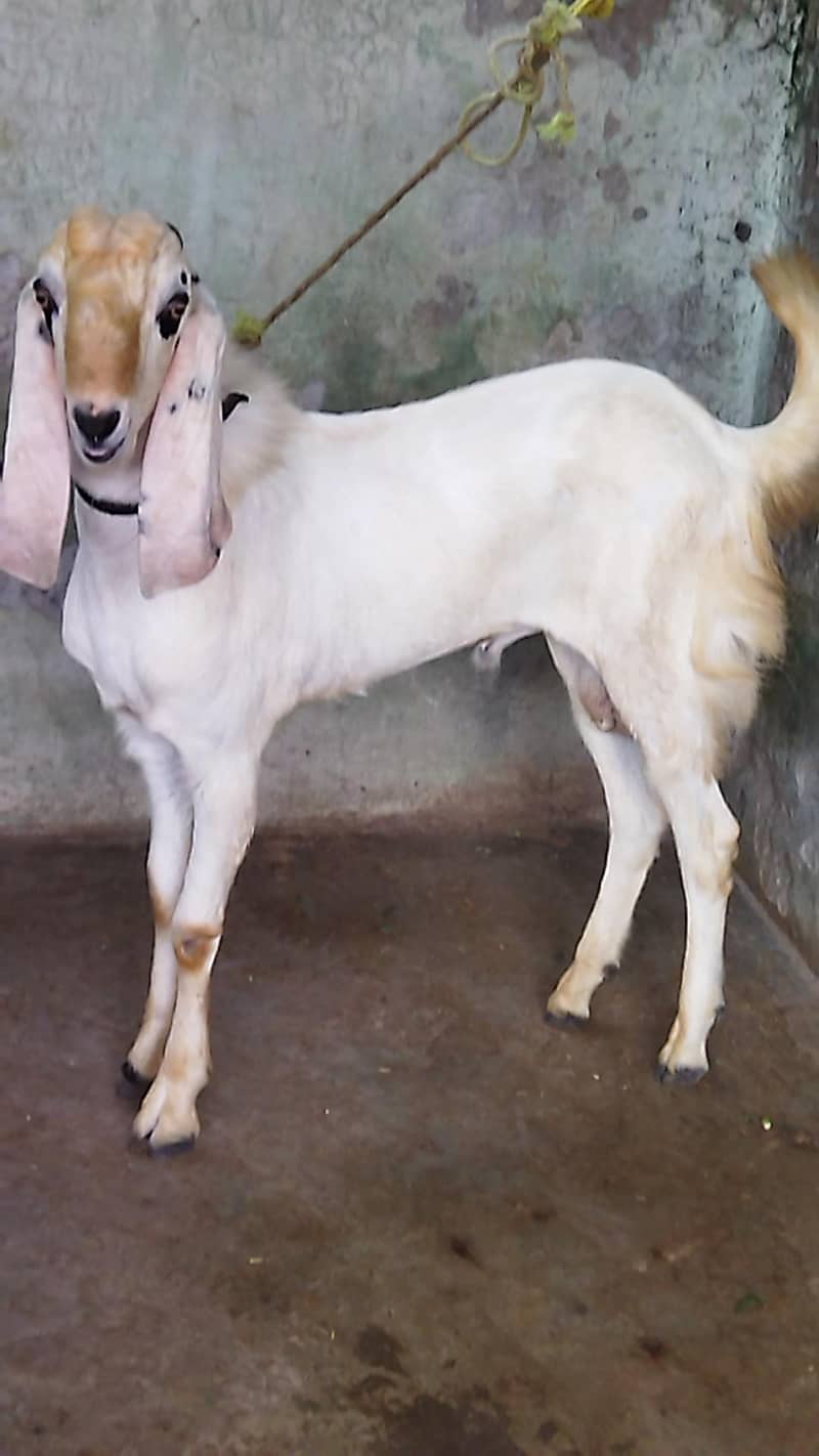 Beautiful Bakra 1