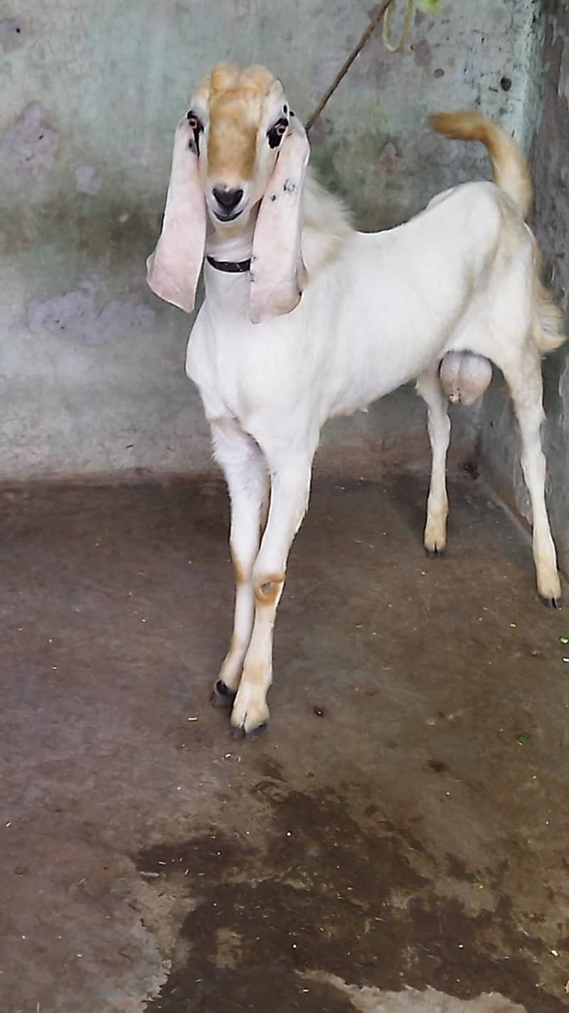 Beautiful Bakra 2