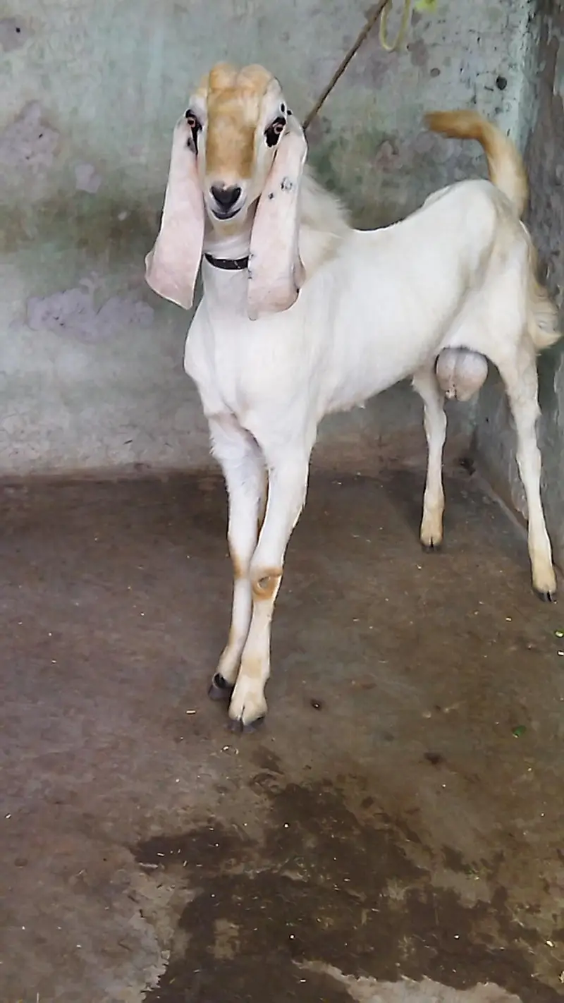 Beautiful Bakra — photo 3